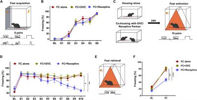 Social Company by a Receptive Mating Partner Facilitates Fear Extinction